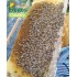 缺貨中！！香草農莊新界烏桕花蜂蜜 500g