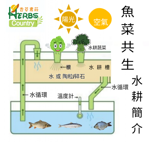 No.906 學校特約：魚菜共生水耕一小時工作坊